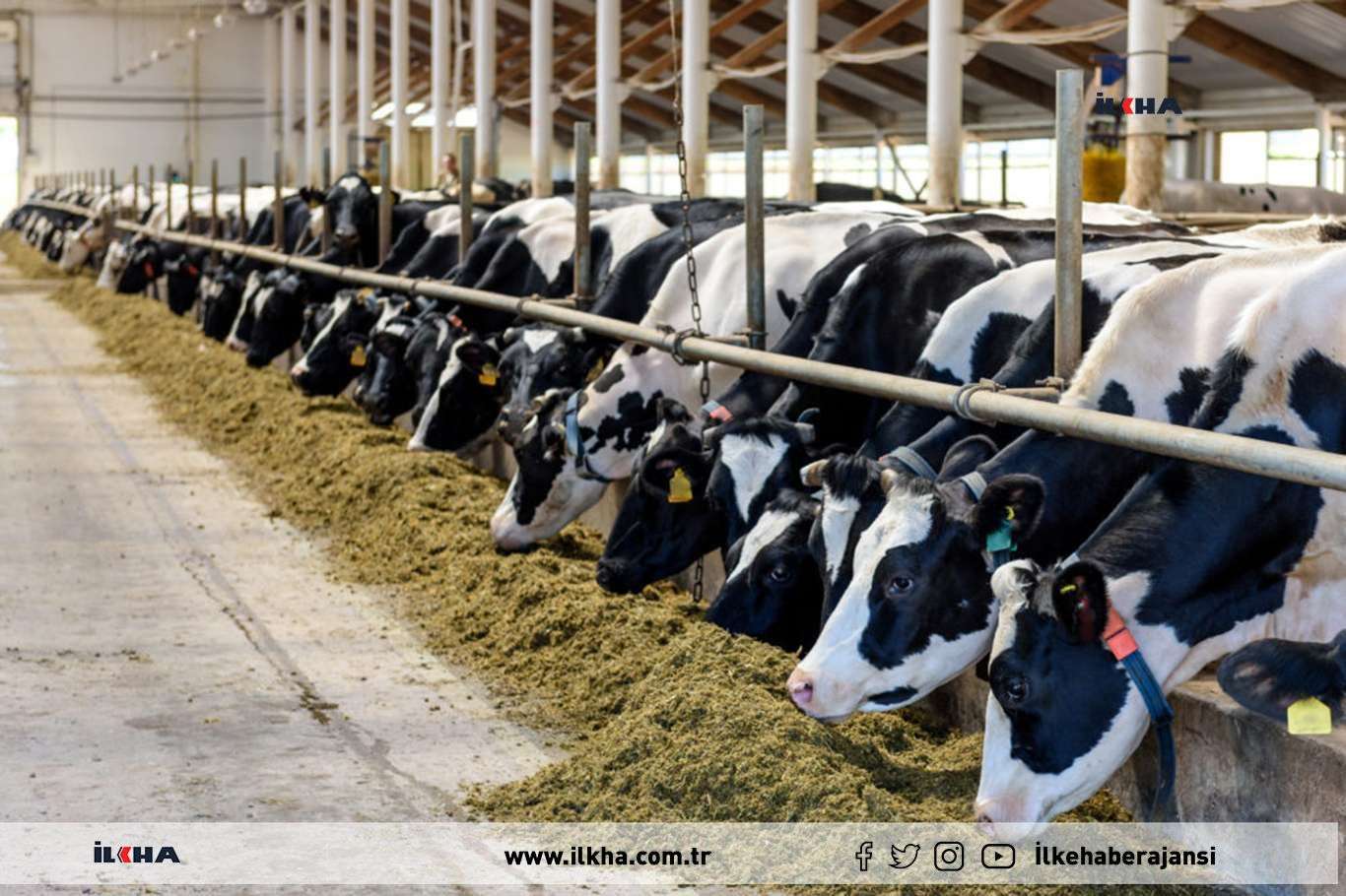 Büyükbaş hayvan sayısı azaldı Büyükbaş hayvan sayısı azaldı